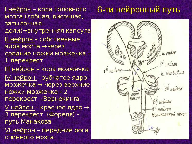 Экстрапирамидная система схема неврология