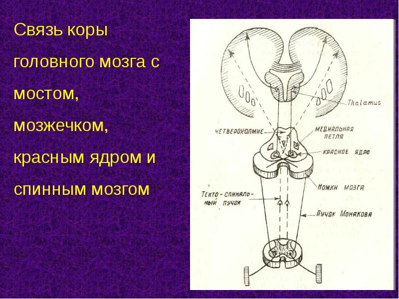 Презентация экстрапирамидная система