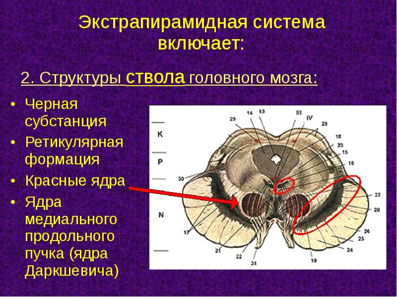 Презентация экстрапирамидная система