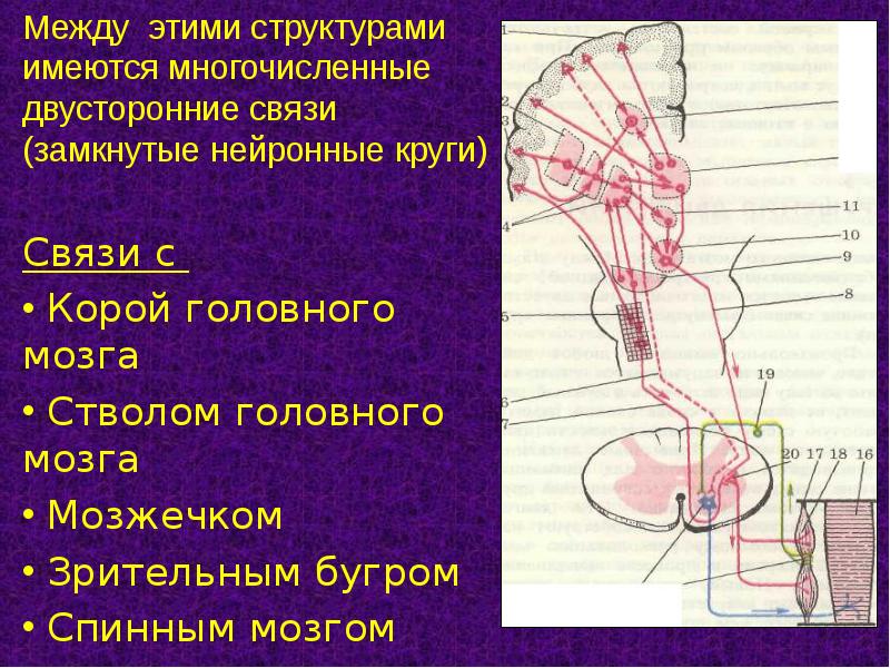 Экстрапирамидная система картинки