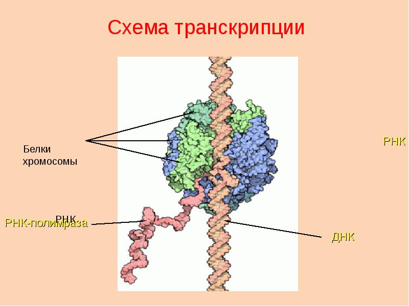 Белки в хромосомах. Белки хромосом. Белок в хромосоме. Хромосомные белки. Хромосомные белки выполняют функцию.