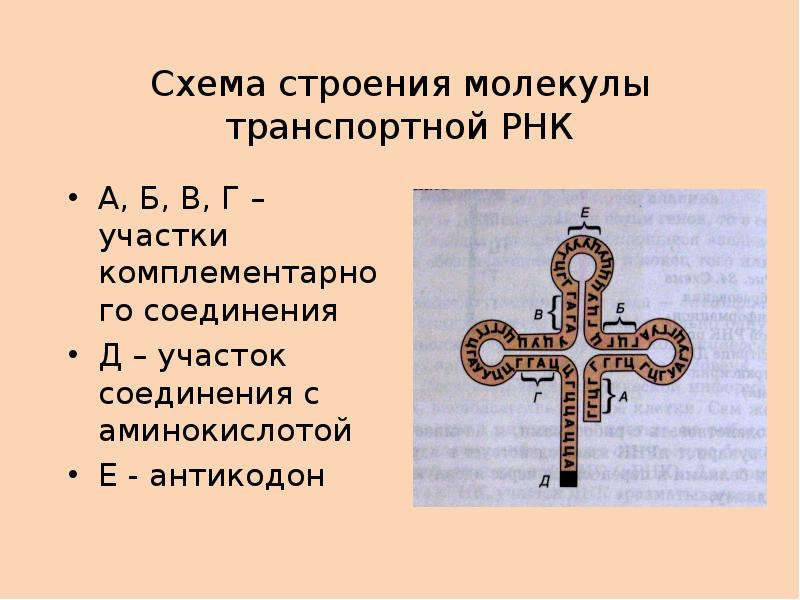 Антикодон трнк аау определите аминокислоту. Молекула ТРНК. Антикодоны ТРНК. Антикодоны ТРНК комплементарны.