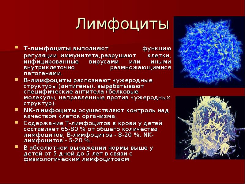 Функции лимфоцитов