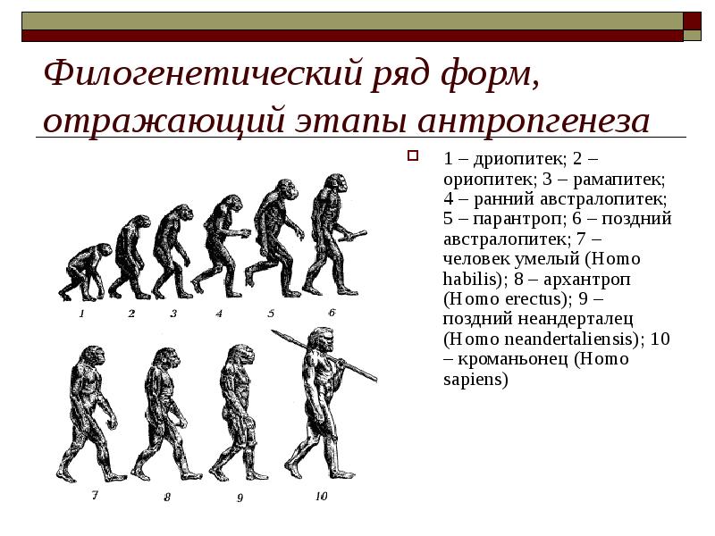 Доказательства филогенетические ряды. Филогенетический ряд человека ЕГЭ. Переходные формы и филогенетические ряды. Филогенетические филогенетический ряд. Филогенетический ряд человека таблица.