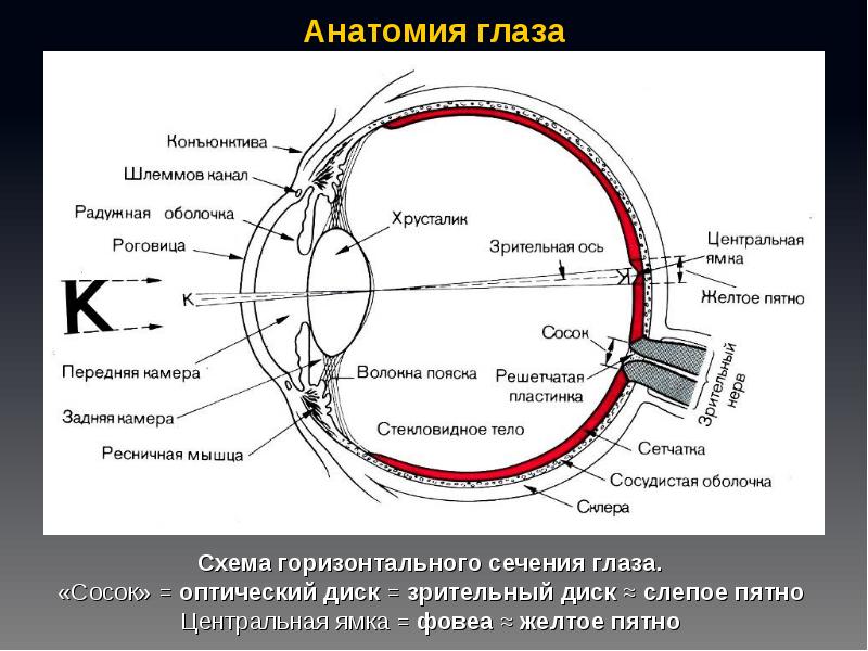 Зрительная сенсорная система презентация