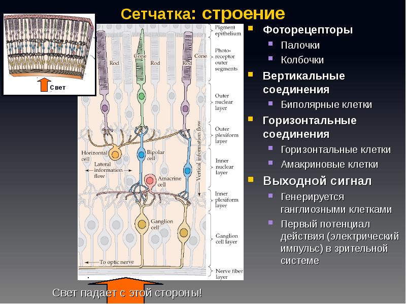 Сетчатка функции