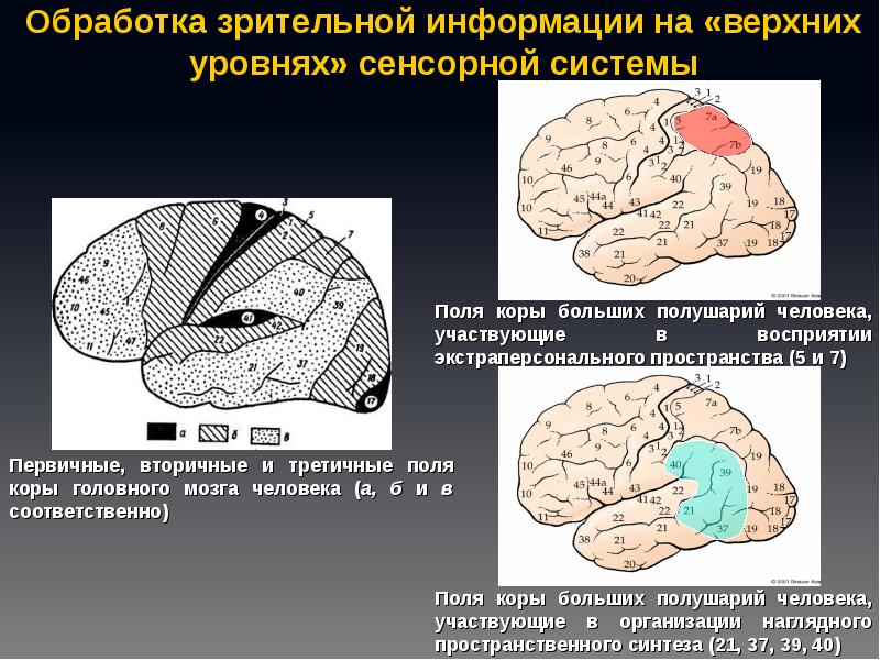 Первичный мозг