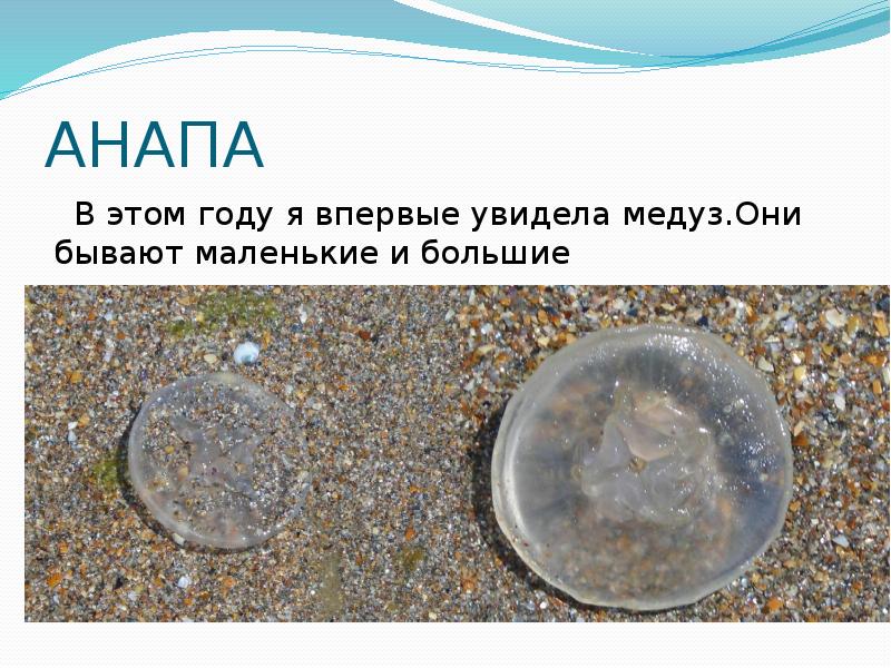 АНАПА  В этом году я впервые увидела медуз.Они бывают маленькие