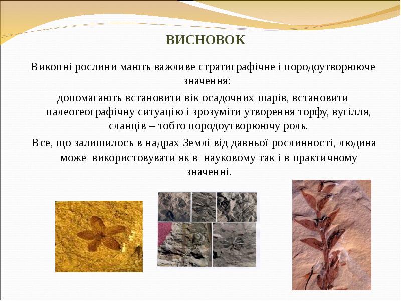 ВИСНОВОК Викопні рослини мають важливе стратиграфічне і породоутворююче значення:  допомагають