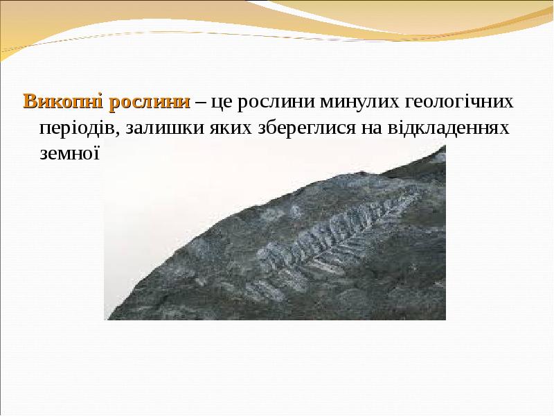 Викопні рослини – це рослини минулих геологічних періодів, залишки яких збереглися
