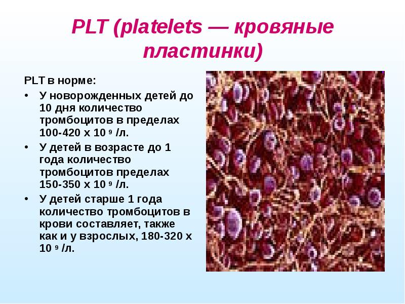 Презентация на тему общий анализ крови