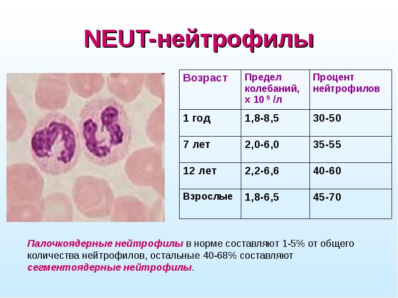 Презентация на тему общий анализ крови