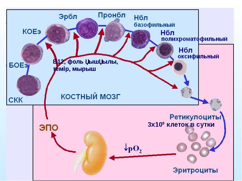 Презентация на тему общий анализ крови