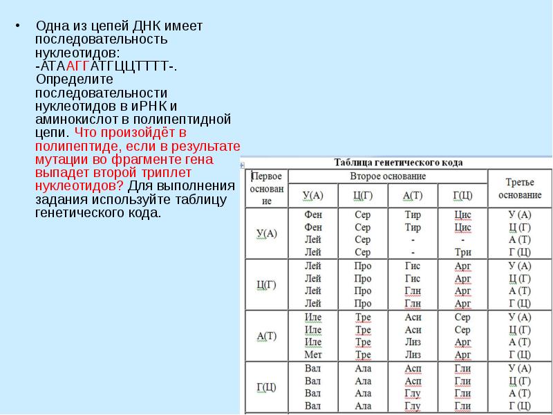 Молекула ирнк имеет последовательность нуклеотидов