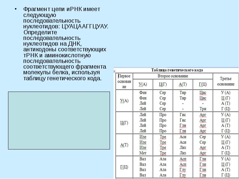 Фрагмент цепи ирнк имеет последовательность