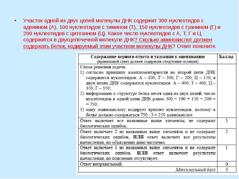 Сколько аминокислот кодирует 900 нуклеотидов