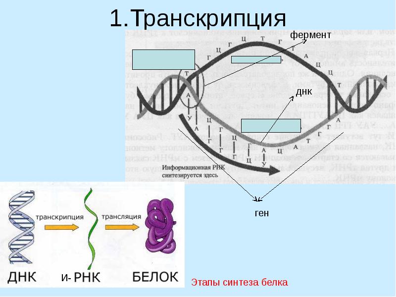 Результатом транскрипции