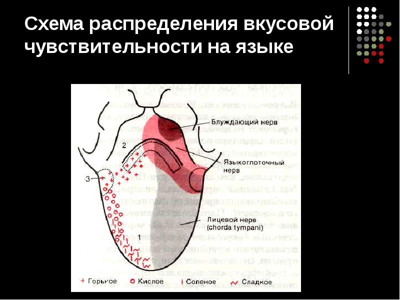 Схему полей вкусовой чувствительности языка