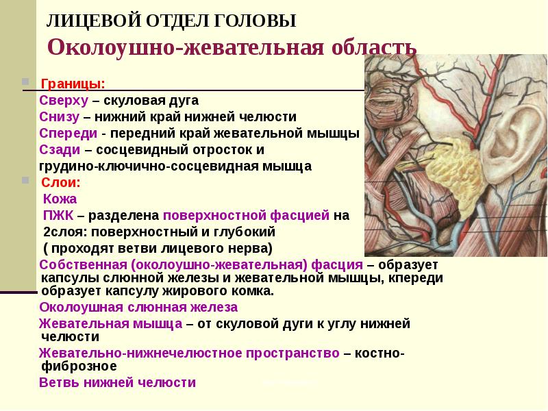 Презентация топографическая анатомия