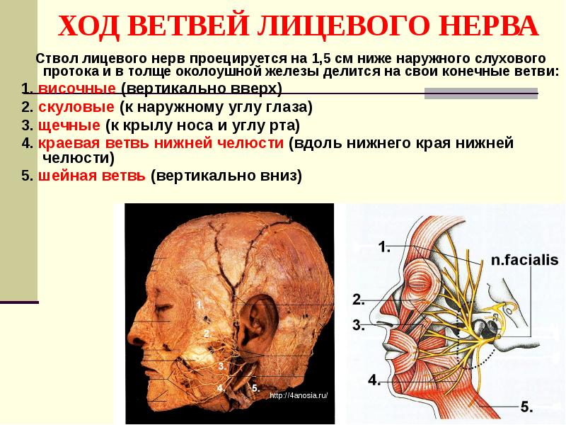 Миастения презентация неврология