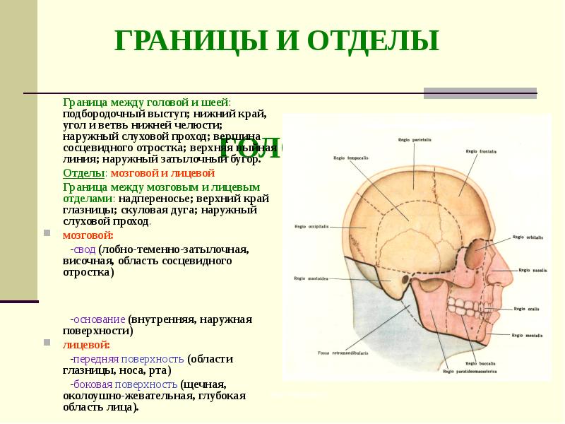 Передне нижний край. Глубокая часть лица топографическая анатомия. Сосцевидный отросток анатомия. Топография головы топографическая анатомия. Границы глубокой области лица топографическая анатомия.