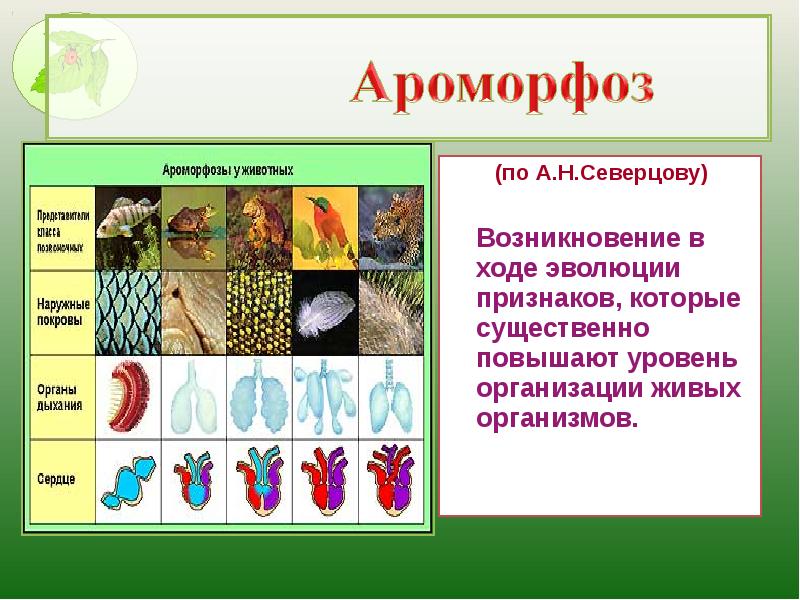Ароморфоз адаптация. Повышение уровня организации организмов в ходе эволюции это. Ароморфозы живых организмов. Ароморфозы растений. Ароморфоз примеры.