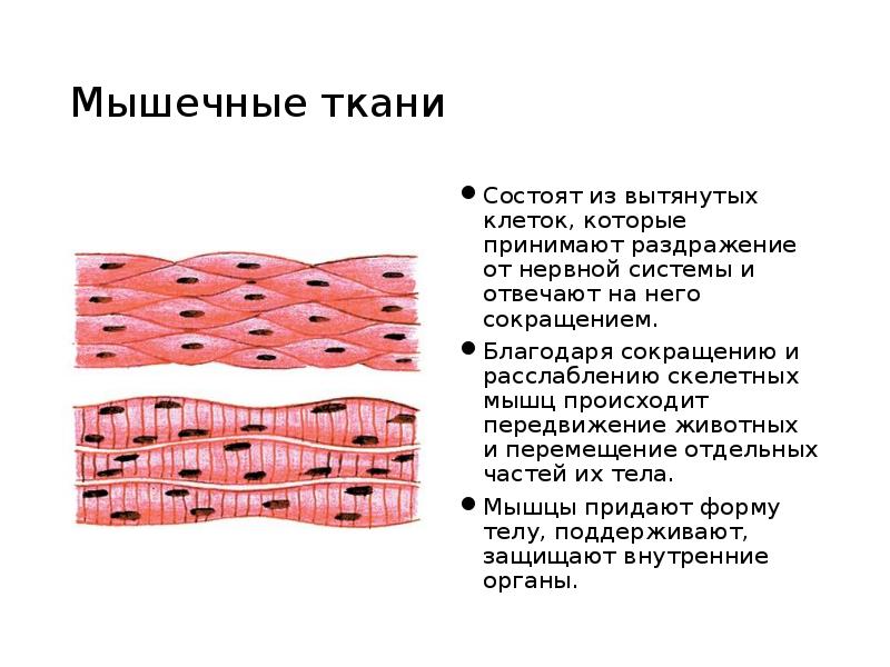 Особенности строения мышечной ткани ответ. Строение клетки мышечной ткани. Строение гладкой мышечной ткани рисунок. Рисунок строения клетки мышечной ткани. Строение клетки в мышечной ткани животных.