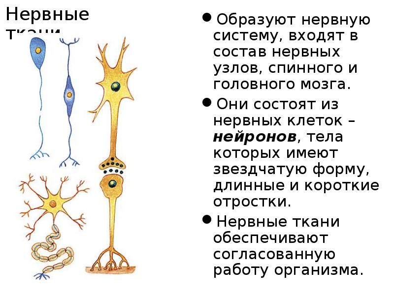Нервные узлы и нейрон. Нервы и нервные узлы образуют. Нервные узлы образованы. Нервные узлы состоят. Из чего состоят нервные узлы.