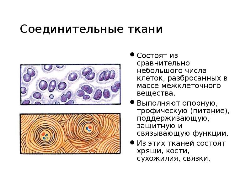 Эпителиальные ткани состоят из клеток