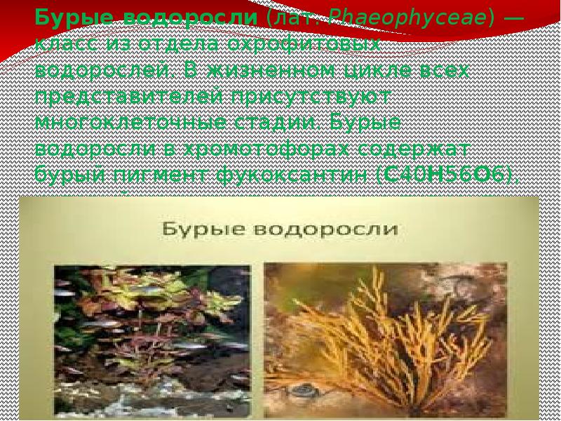 Водоросли отличаются от других. Многоклеточные бурые водоросли. Чем отличаются водоросли. Примеры водорослей в ХМАО.