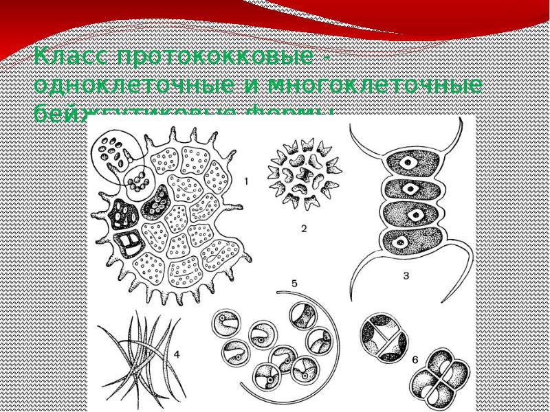 Рассмотрите рисунок на котором изображен жизненный цикл многоклеточного животного на примере рыбы