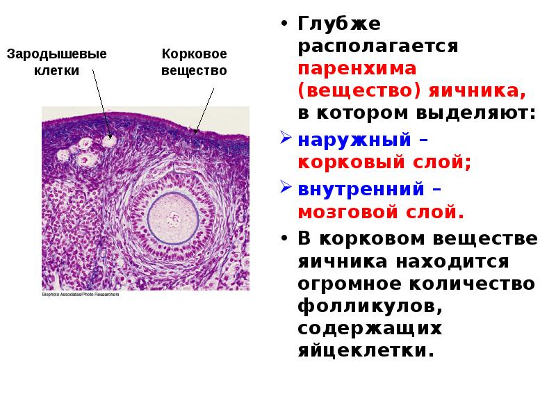 Женская половая сфера