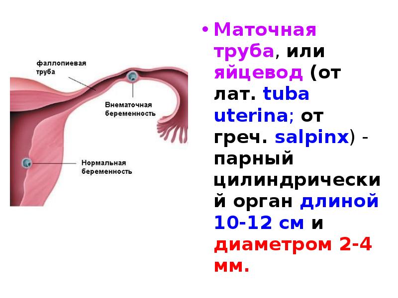Сколько труб у женщины. Диаметр маточной трубы в норме. Маточная труба анатомия. Отверстия маточной трубы анатомия. Части маточные трубы части.