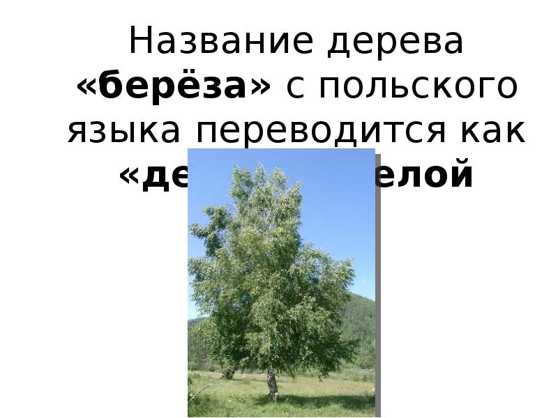Березка перевод. Название деревьев на чеченском языке. Как переводится деревьях. Имена деревьев на чеченском. Как назвать дерево имя.