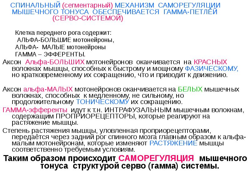 Схема спинальных механизмов регуляции мышечного тонуса с каналами обратной связи