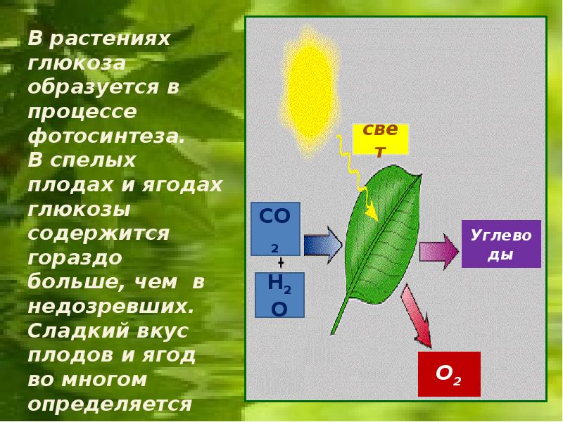 Образование глюкозы в зеленом растении. Глюкоза образуется в процессе фотосинтеза. Глюкоза образуется в процессе. Что образуется в процессе фотосинтеза. Фотосинтез Глюкоза.