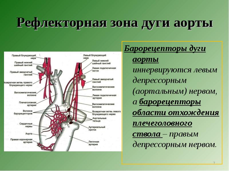 Барорецепторы дуги аорты