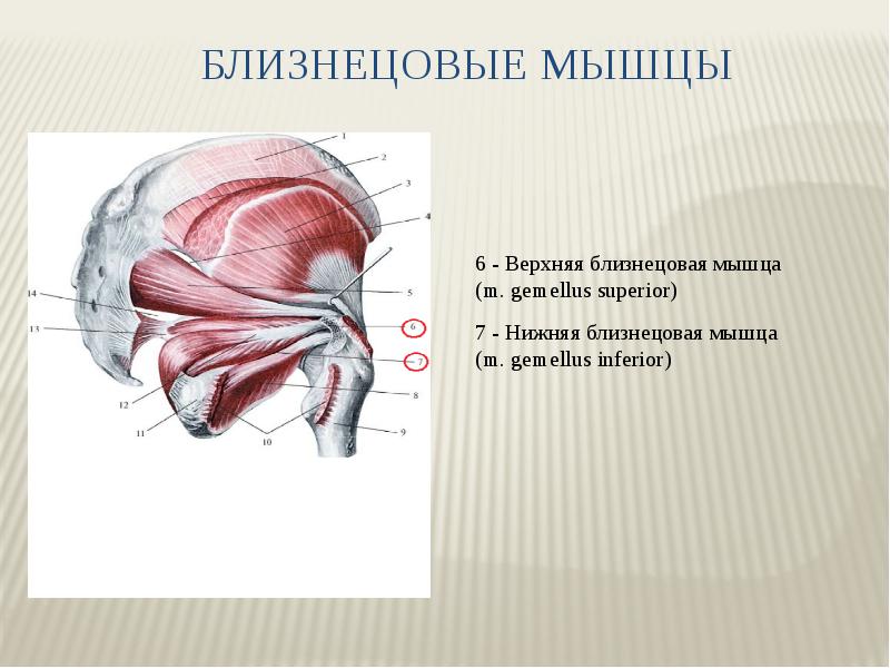 Мышцы таза анатомия в картинках