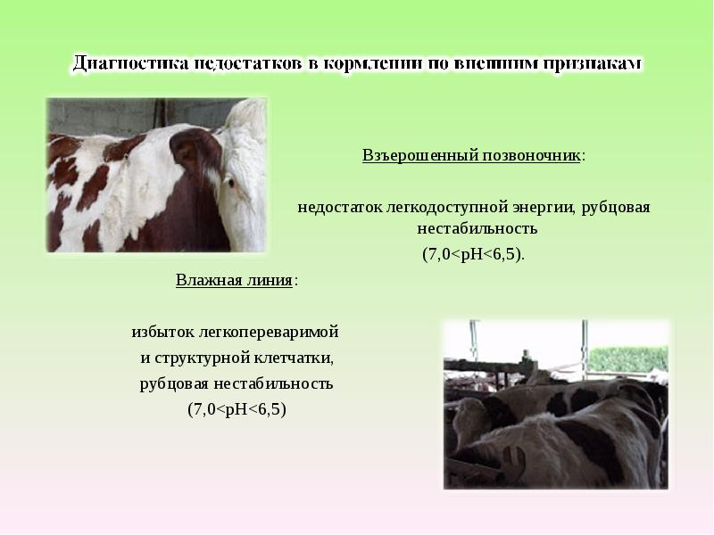 Основы кормления сельскохозяйственных животных презентация