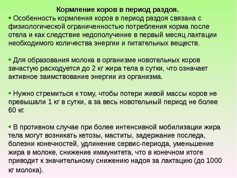 Лактация коров дней. Кормление коров в период раздоя. Кормление высокопродуктивных коров. Период раздоя.