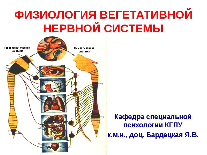 Реферат: Нервова система Нервная система