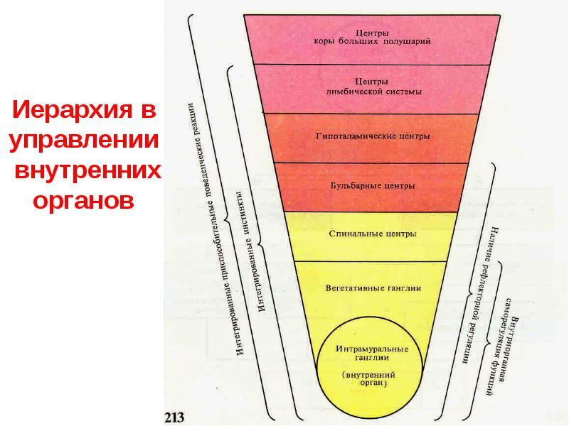 Вегетативная система презентация