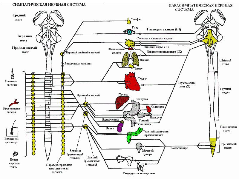 Значение нервной системы схема 8 класс