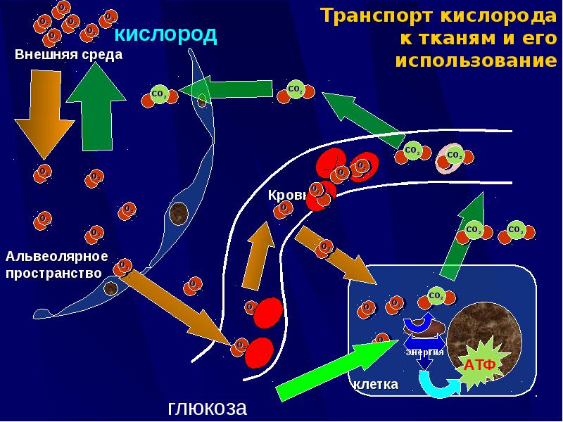 Гипоксия этиология патогенез