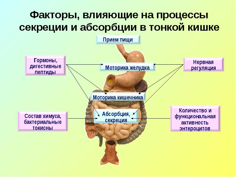 Кишечник прием