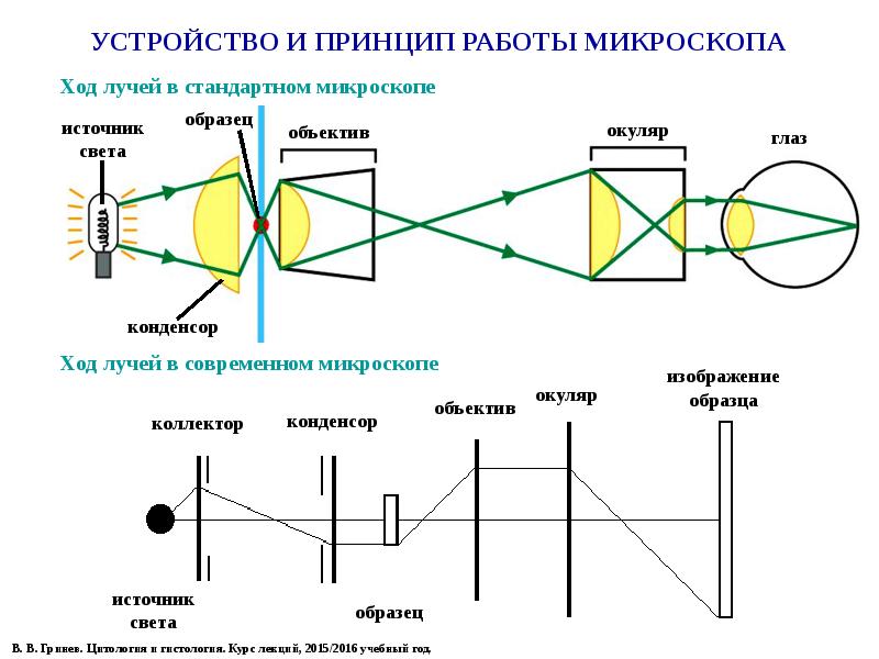 Нарисовать ход лучей в микроскопе