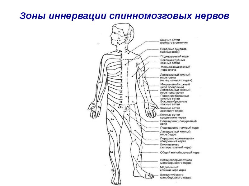 Расположение нервов схема