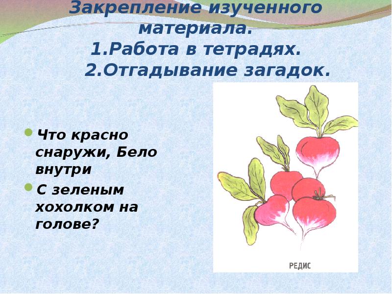 Дикорастущие и культурные растения презентация 2 класс. Загадки 1 кл дикорастущие растения. Загадка или сообщение о культурном растении. Написать о растении и нарисовать его культурное. Загадки про культурные растения 2 класс 2 четверть.