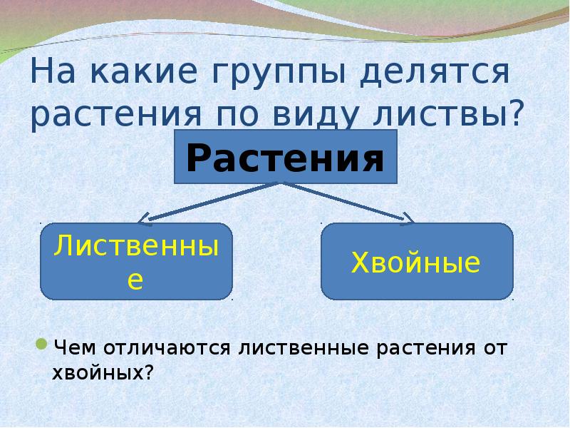 Лиственные и хвойные растения дикорастущие и культурные растения 1 класс презентация