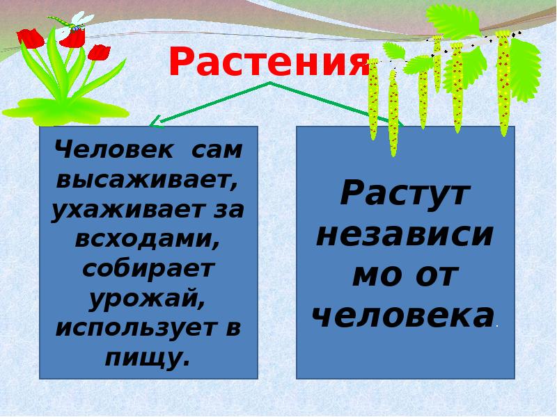 Презентация по культурным растениям